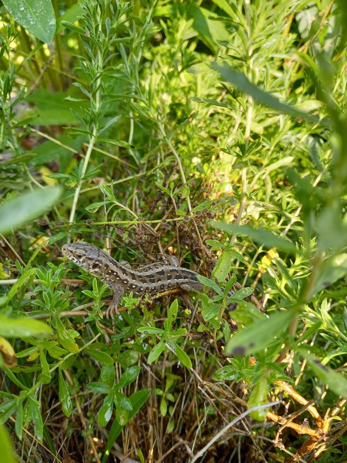 „Arten im Garten“: Mähroboter - eine stille Gefahr nicht nur für Igel